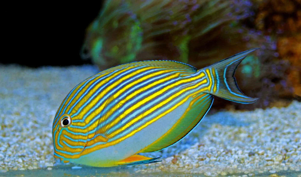 Clown Tang