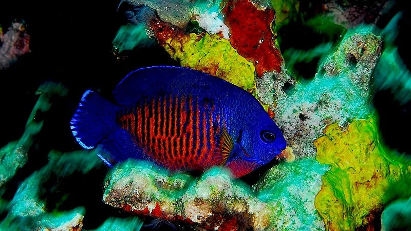 Philippines Coral Beauty