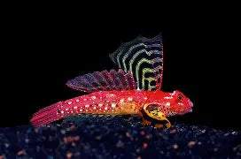 Scooter Dragonet Goby