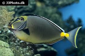 Naso Tang (Black Fin) - Indonesia