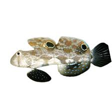 Two spot goby (Rare)
