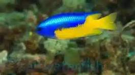 Metallic Blue Yellow Belly Damsel