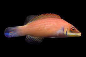 Scarlet Wrasse (Rare)