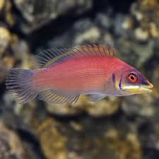 Scarlet Wrasse (Rare)