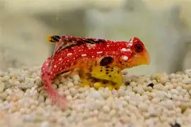 Scooter Dragonet Goby
