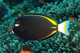 Powder Black Tang (Black Surgeonfish)