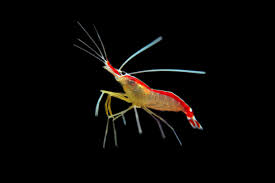 Cleaner shrimp