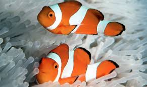 Phillipines Red Ocillaris - Bonded Pair (Male & Female)