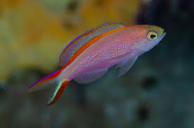 Princess Anthias
