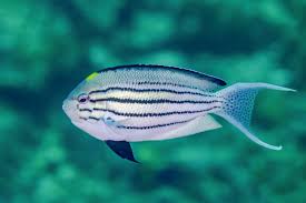 Lamarck's Angelfish