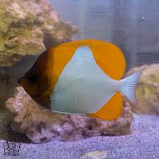 Yellow Pyramid Butterflyfish / Yellow Zoster Butterflyfish