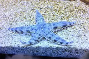 Sand Sifting Sea Starfish