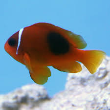 Fire x Tomato Hybrid Clown Fish