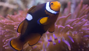 Black Photon Misband Clownfish (F2) - (IMPORTED DESIGNER CLOWN)