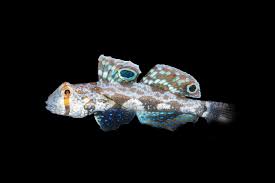 Two spot goby (Rare)