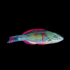 Exquisite Wrasse