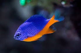 Azure Half Blue Damsel