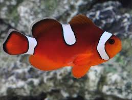 Black Photon Misband Clownfish (F2) - (IMPORTED DESIGNER CLOWN)