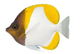 Yellow Pyramid Butterflyfish / Yellow Zoster Butterflyfish