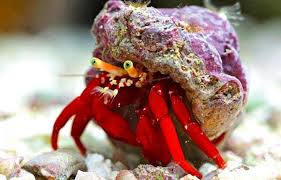 Red Legged Hermit Crab