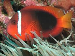 Fire x Tomato Hybrid Clown Fish