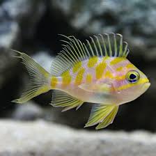 Borbonius Anthias (Very Rare)