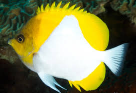 Yellow Pyramid Butterflyfish / Yellow Zoster Butterflyfish