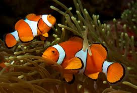 Phillipines Red Ocillaris - Bonded Pair (Male & Female)