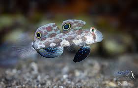Two spot goby (Rare)