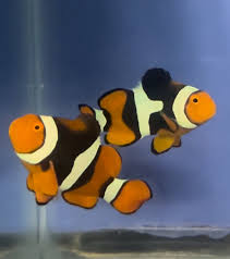 Wild True Percula Clownfish - Bonded Pair (Male & Female)