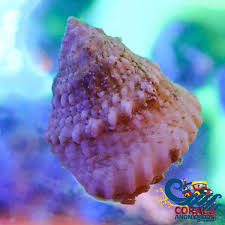 Deep Sea Astrea Snail (Best Algae Eaters) - Cleaner Crew