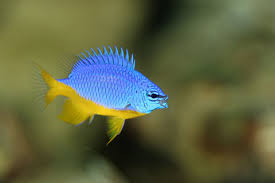 Azure Half Blue Damsel
