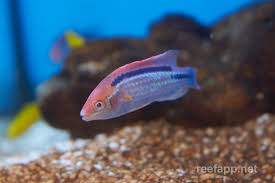 Lubbock's Fairy Wrasse