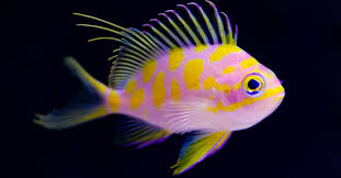 Borbonius Anthias (Very Rare)