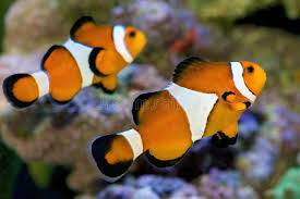 Phillipines Red Ocillaris - Bonded Pair (Male & Female)