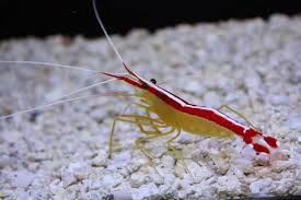 Cleaner shrimp