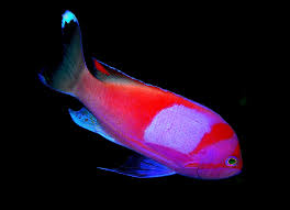 Purple Blotched Anthias (Male)