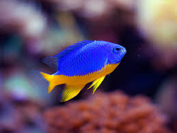 Azure Half Blue Damsel