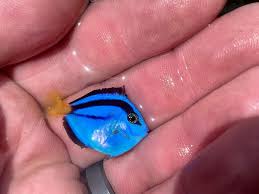Regal Blue Tang