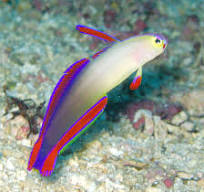 Decorated Firefish (Purple flame goby / purple firefish)