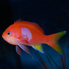 Purple Blotched Anthias (Male)