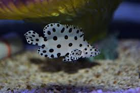 Panther Grouper