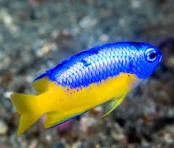 Metallic Blue Yellow Belly Damsel