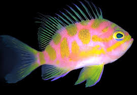 Borbonius Anthias (Very Rare)