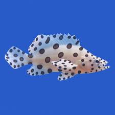 Panther Grouper