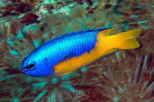 Metallic Blue Yellow Belly Damsel