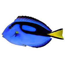 Regal Blue Tang