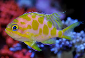 Borbonius Anthias (Very Rare)