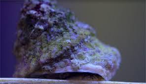 Deep Sea Astrea Snail (Best Algae Eaters) - Cleaner Crew