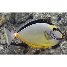 Naso Tang (Black Fin) - Indonesia